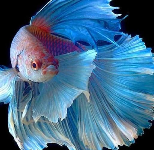 如何區(qū)分真假沙龍魚(yú)？，如何區(qū)分真假暹羅斗魚(yú)