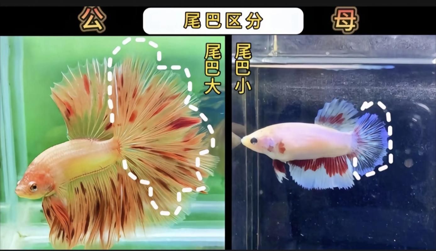 如何區(qū)分真假沙龍魚(yú)？，如何區(qū)分真假暹羅斗魚(yú)