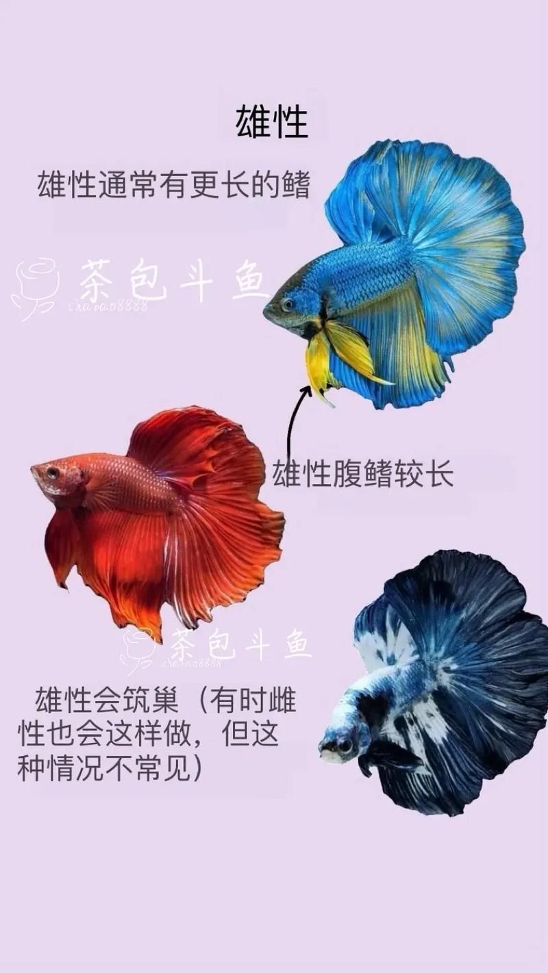 如何區(qū)分真假沙龍魚(yú)？，如何區(qū)分真假暹羅斗魚(yú)