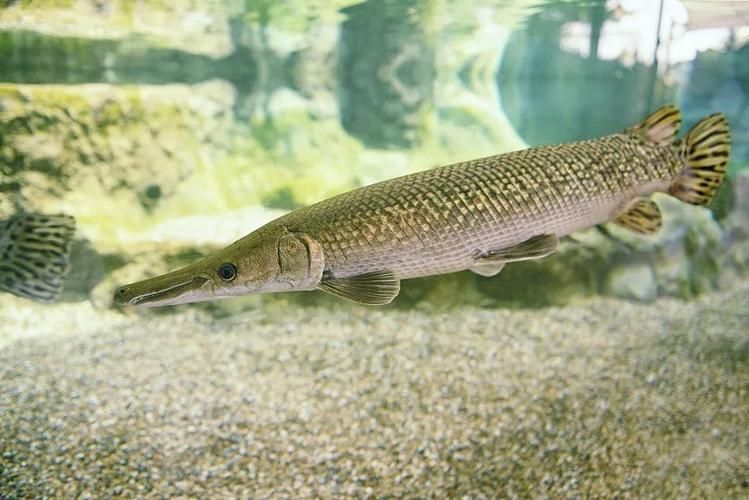 如何區(qū)分鱷雀鱔和龍魚(yú)，如何區(qū)分鱷雀鱔與龍魚(yú)