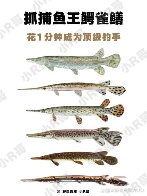 如何區(qū)分鱷雀鱔和龍魚(yú)，如何區(qū)分鱷雀鱔與龍魚(yú)