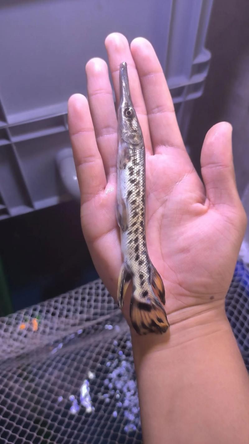 如何區(qū)分鱷雀鱔和龍魚(yú)，如何區(qū)分鱷雀鱔與龍魚(yú)