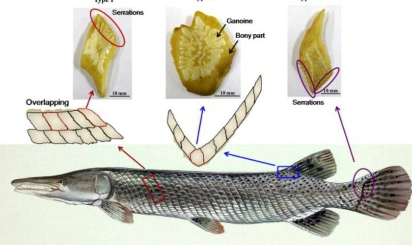 如何區(qū)分鱷雀鱔和龍魚(yú)，如何區(qū)分鱷雀鱔與龍魚(yú)