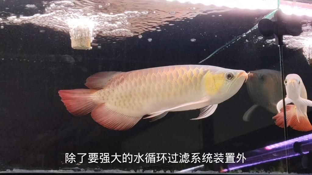 豬鼻龜需要哪些特殊的飼養設備？，豬鼻龜需要哪些特殊的飼養設備，豬鼻龜的飼養設備采購清單
