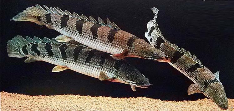 如何挑選健康的斑節恐龍魚？，如何挑選健康的斑節恐龍魚