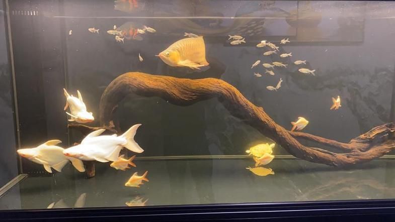 龍魚燈使用多久合適?