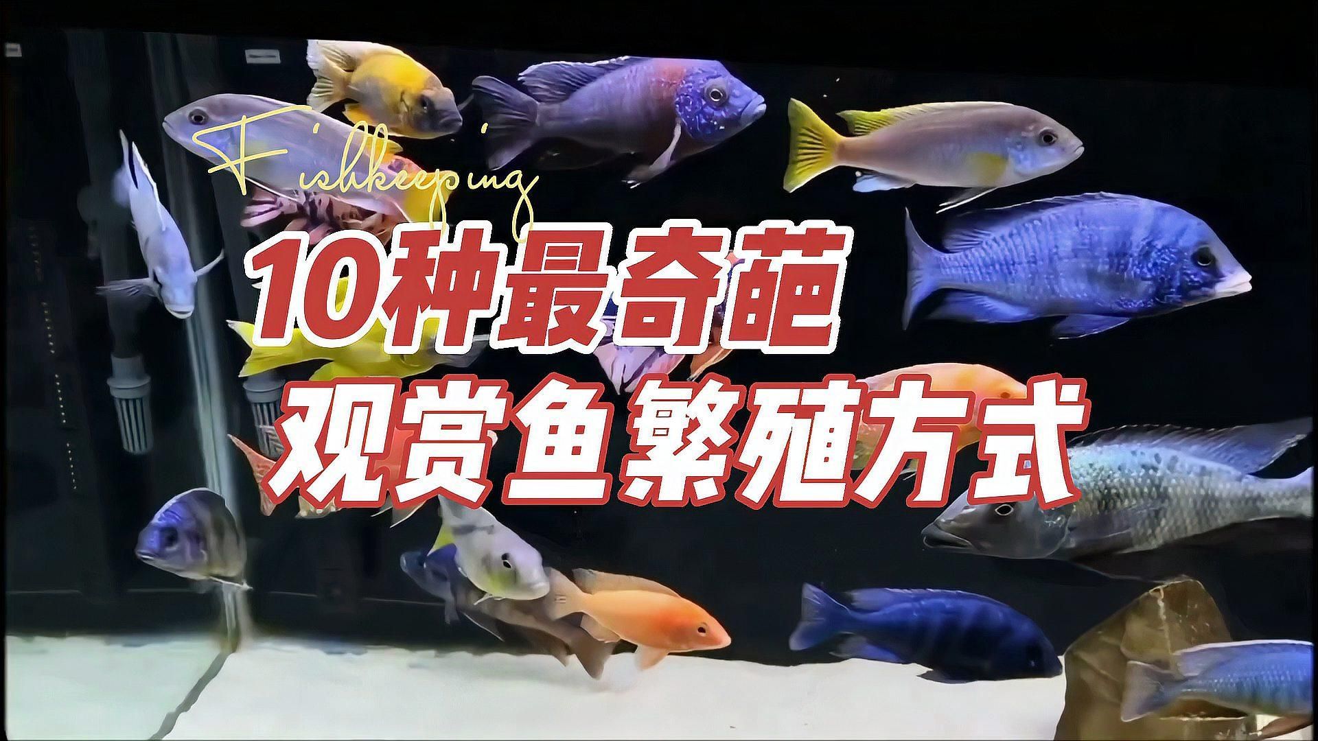 能否提供魚交尾的動態(tài)視頻