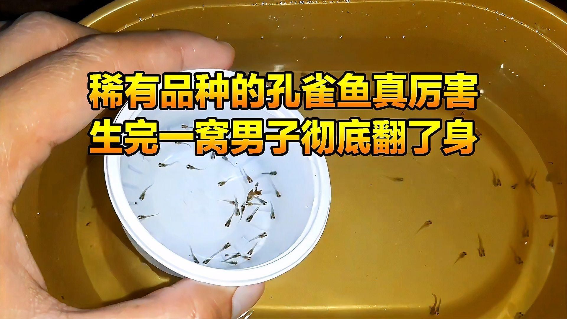 能否提供魚交尾的動態(tài)視頻