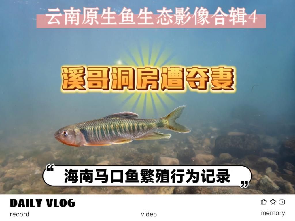 能否提供魚交尾的動態(tài)視頻