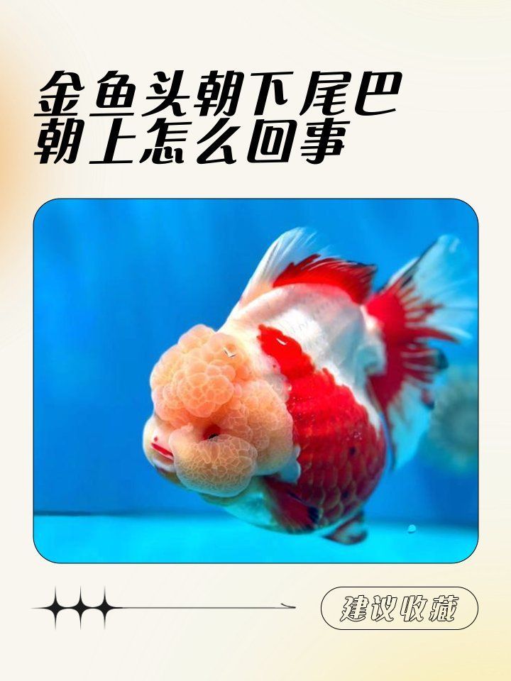 如何判斷魚鰾是否失衡，如何判斷金魚失鰾