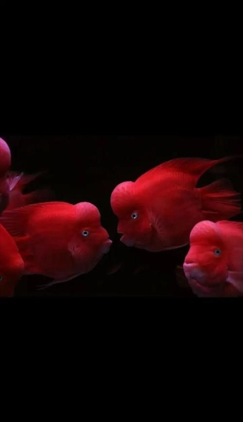 如何判斷血鸚鵡魚是否成熟？，如何判斷血鸚鵡魚是否性成熟？