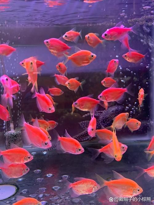 如何判斷血鸚鵡魚是否成熟？，如何判斷血鸚鵡魚是否性成熟？