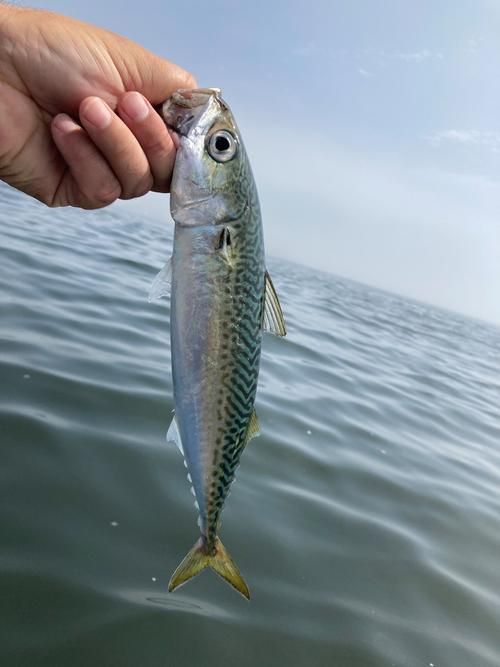 請提供日本十大名魚的詳細圖解，日本十大名魚圖解