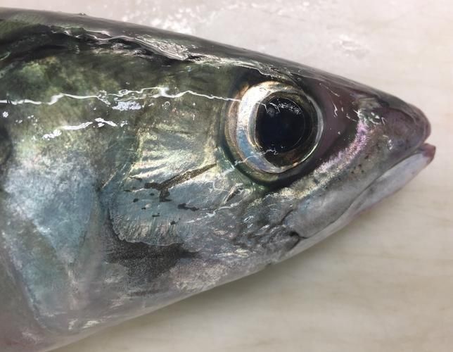 請提供日本十大名魚的詳細圖解，日本十大名魚圖解