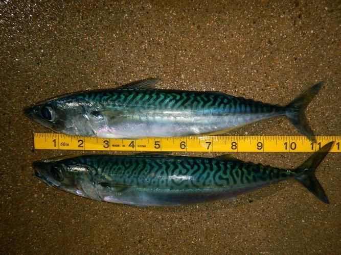 請提供日本十大名魚的詳細圖解，日本十大名魚圖解