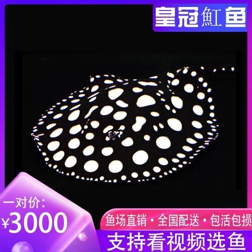 純血皇冠黑白魟魚的價格是多少?,純血皇冠黑白魟魚價格是多少?