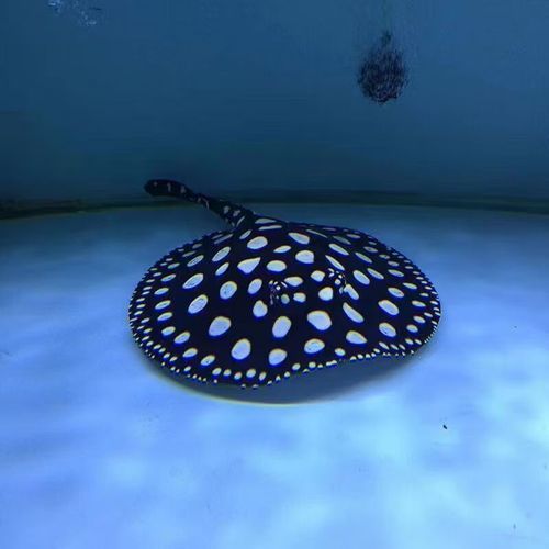 純血皇冠黑白魟魚的價格是多少？，純血皇冠黑白魟魚價格是多少？