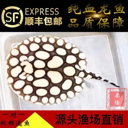 純血皇冠黑白魟魚的價格是多少?,純血皇冠黑白魟魚價格是多少?