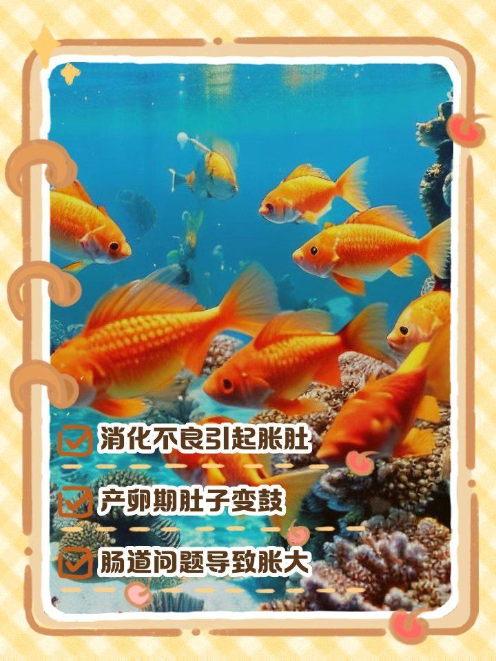 金魚大肚子會自行恢復嗎，金魚大肚子是否能自行恢復