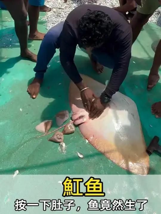能否提供祥龍魚場魟魚繁殖的詳細視頻，祥龍魚場魟魚繁殖成功率高嗎？