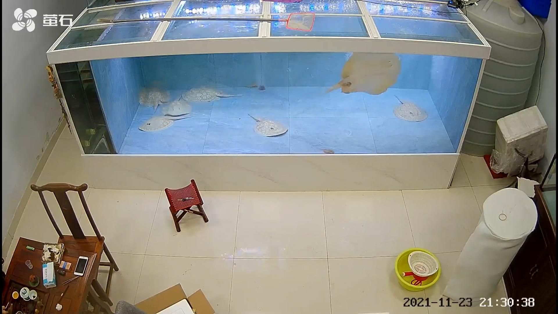 能否提供祥龍魚場魟魚繁殖的詳細視頻，祥龍魚場魟魚繁殖成功率高嗎？