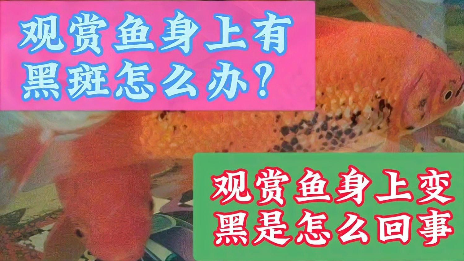 龍魚鱗片黑斑會復發嗎，龍魚鱗片黑斑是否會復發，養魚筆記第3季84集養魚志