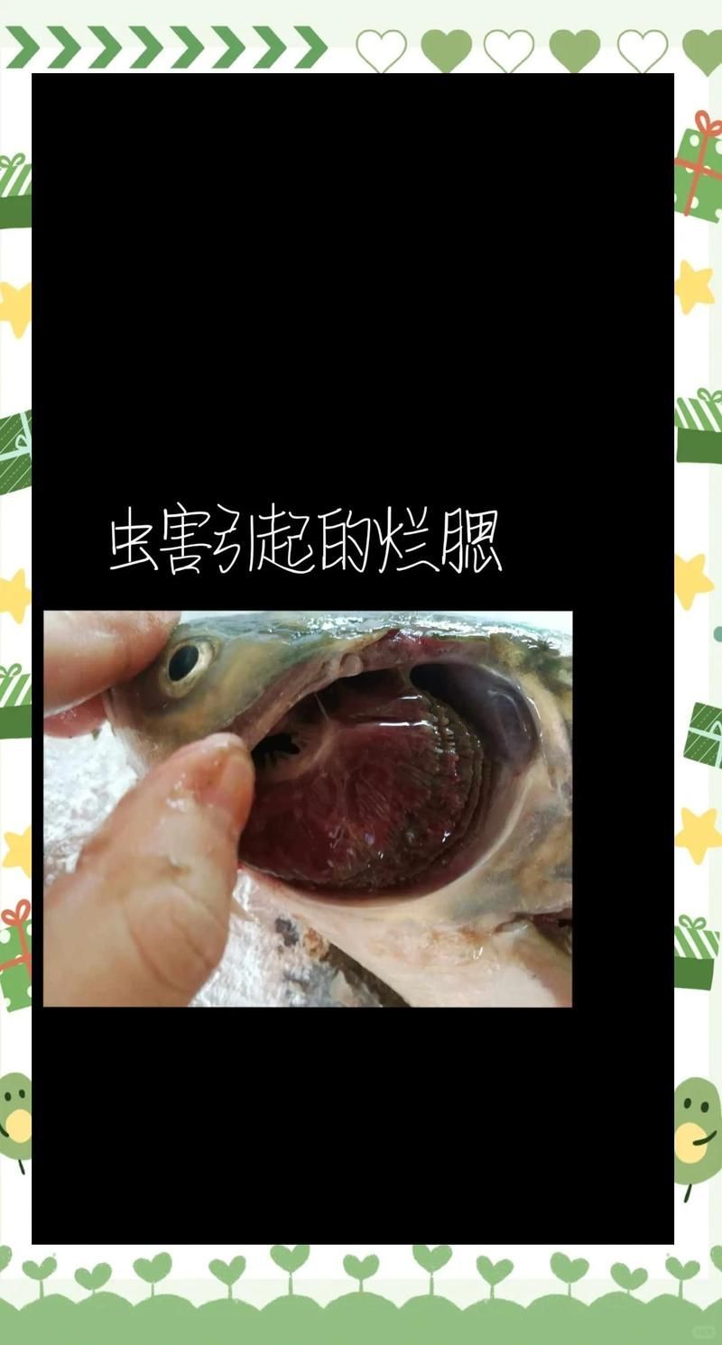 如何治療魚鰓病，關于魚鰓病的治療
