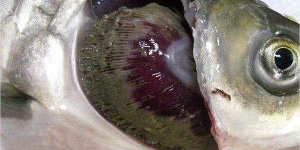 如何治療魚鰓病，關于魚鰓病的治療