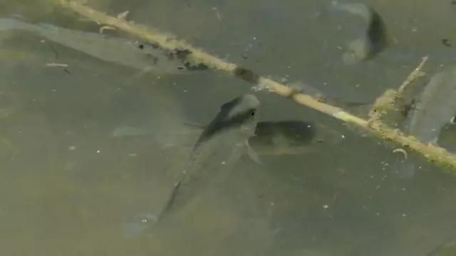 哪些魚對鹽度變化有較強適應能力，什么是廣鹽性魚類