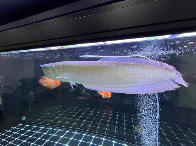 如何獲取龍魚01的最新兌換碼？，天領紅包龍魚01兌換碼需重新召回“龍魚01”最新兌換碼