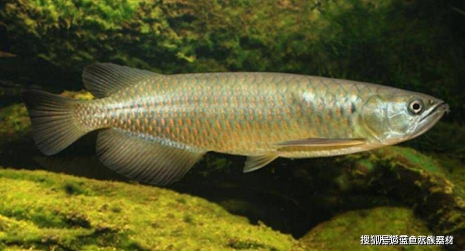 如何區(qū)分不同產(chǎn)地的龍魚？，teoglossum觀賞魚鑒別不同產(chǎn)地的龍魚亞洲龍魚