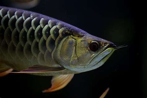 如何預防龍魚眼睛白霧的出現？，如何預防龍魚眼睛白霧的出現
