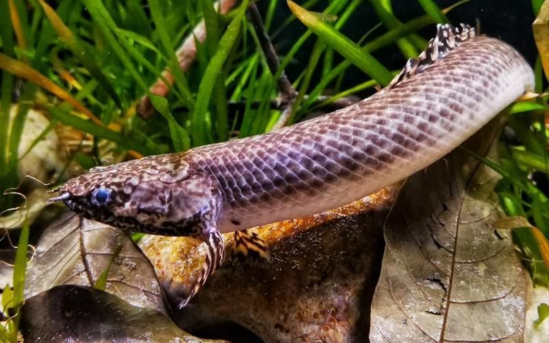 如何正確飼養和護理都杰爾西恐龍魚？，都杰爾西恐龍魚怎么養？