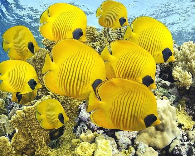 如何正確飼養和護理都杰爾西恐龍魚？，都杰爾西恐龍魚怎么養？