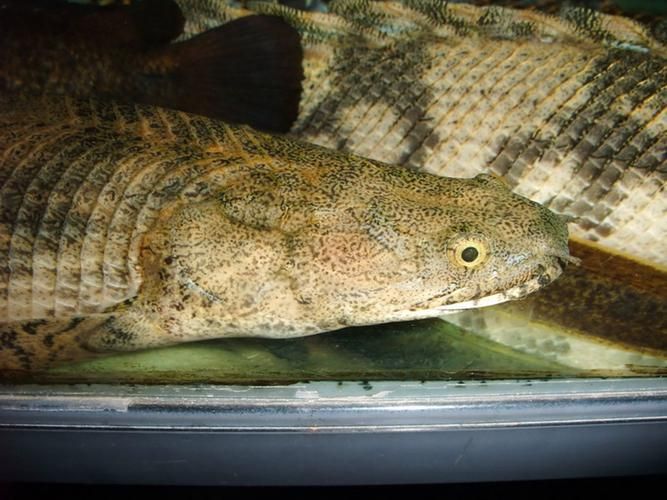 如何正確飼養和護理都杰爾西恐龍魚？，都杰爾西恐龍魚怎么養？