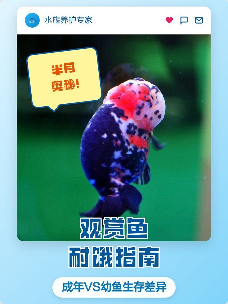 如何科學地給龍魚停食，如何科學停食龍魚