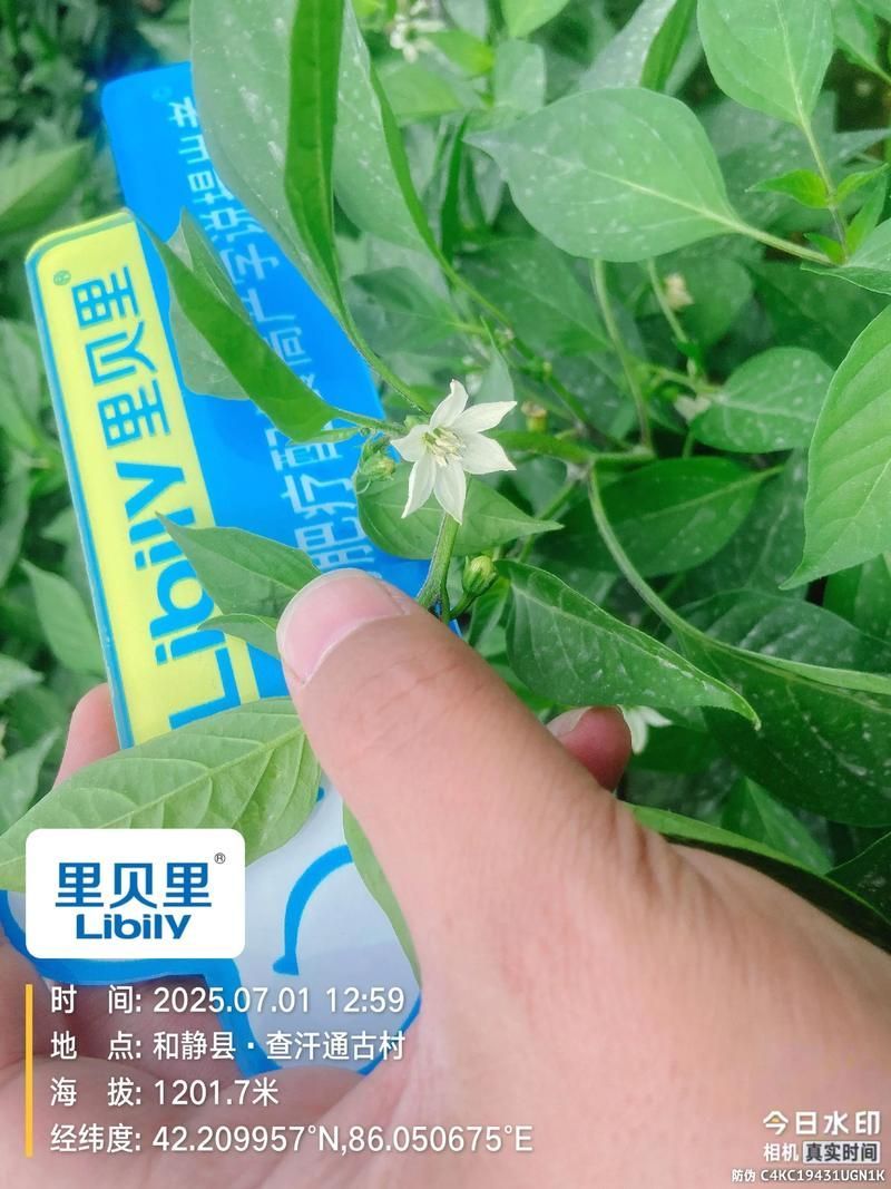 紅龍辣椒的種植技術要點，紅龍辣椒種植技術