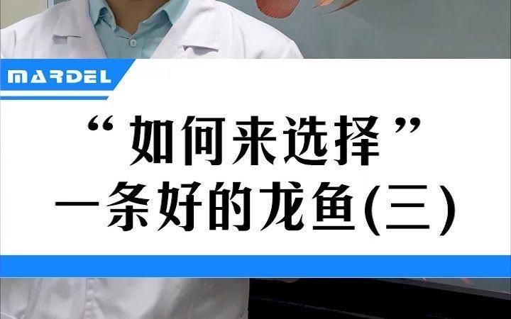 如何挑選龍魚，如何挑選一條好的龍魚