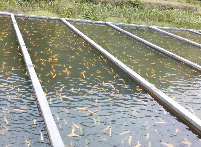 肥西龍魚養殖基地有哪些特色項目,肥西龍魚養殖基地有哪些特色項目肥西龍魚養殖基地