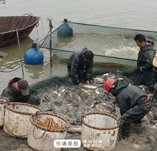 肥西龍魚養殖基地有哪些特色項目,肥西龍魚養殖基地有哪些特色項目肥西龍魚養殖基地