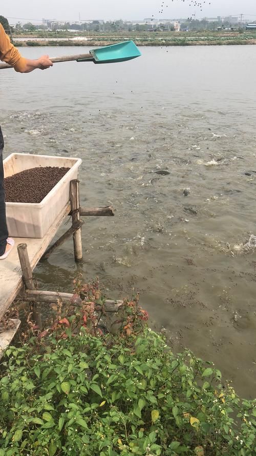 肥西龍魚養殖基地有哪些特色項目,肥西龍魚養殖基地有哪些特色項目肥西龍魚養殖基地