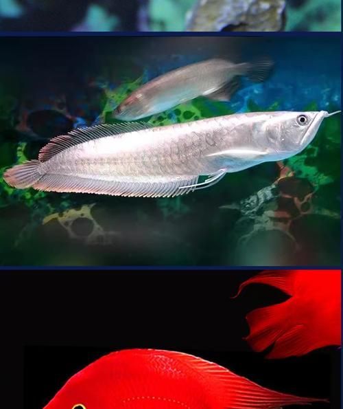 石臺龍魚有哪些品種？，石臺龍魚品種選購指南，石臺龍魚有哪些獨特特征