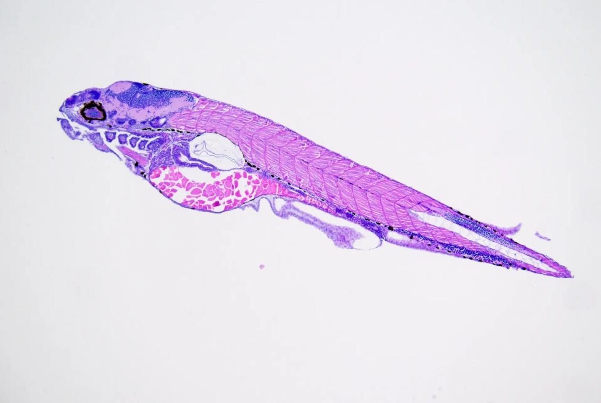 未發色幼魚有哪些基因缺陷，arxiv論文助手：未發色幼魚有哪些基因缺陷