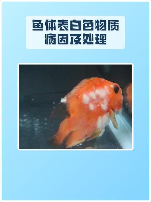 如何預防魚真菌感染復發，arxiv論文助手arxiv論文助手arxiv論文助手