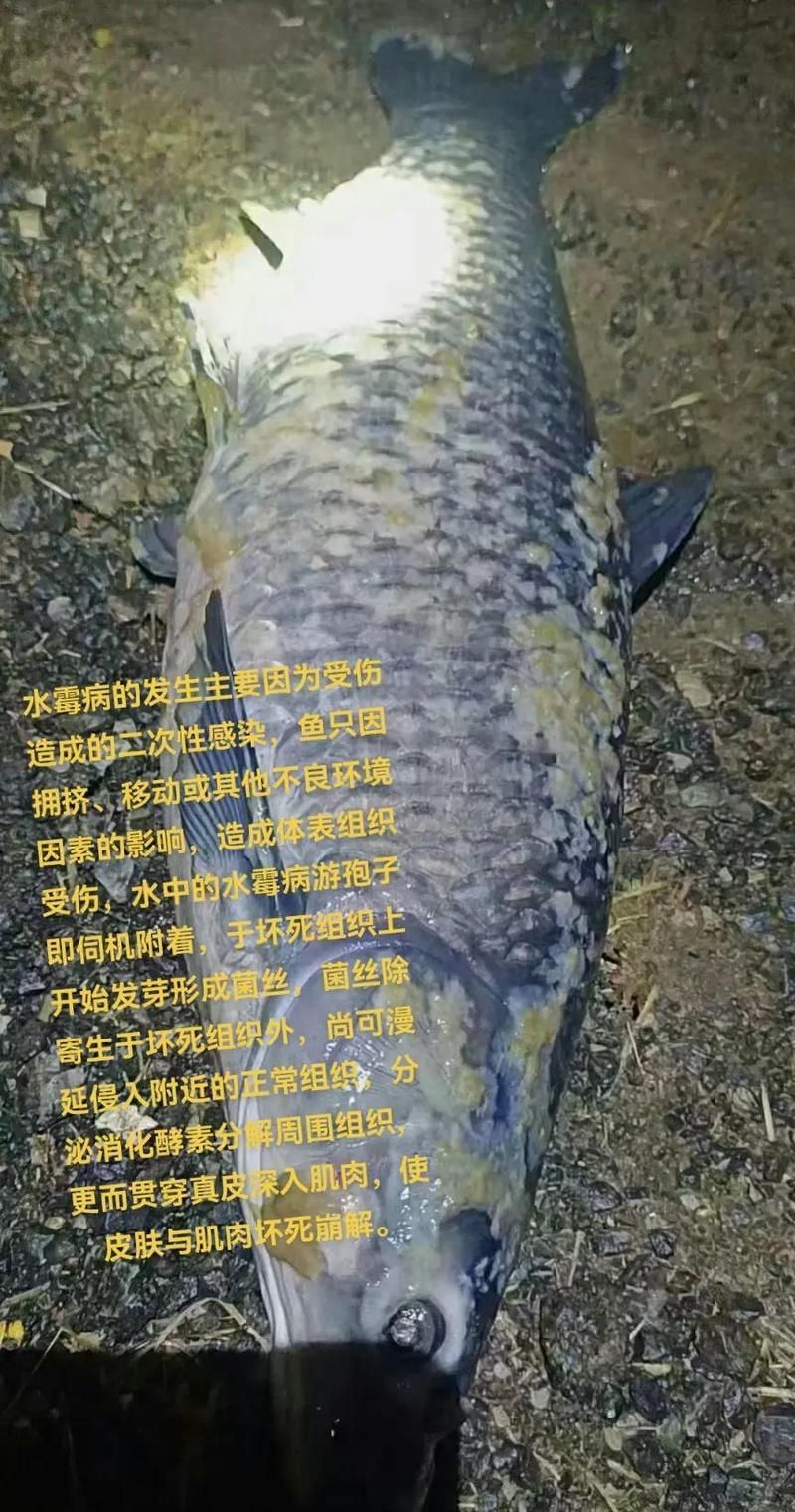 白點(diǎn)病和水霉病哪個(gè)更致命