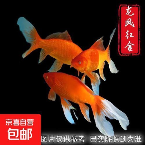 紅金龍魚多少錢一條，紅金龍魚多少錢一條紅金龍魚適合什么環境