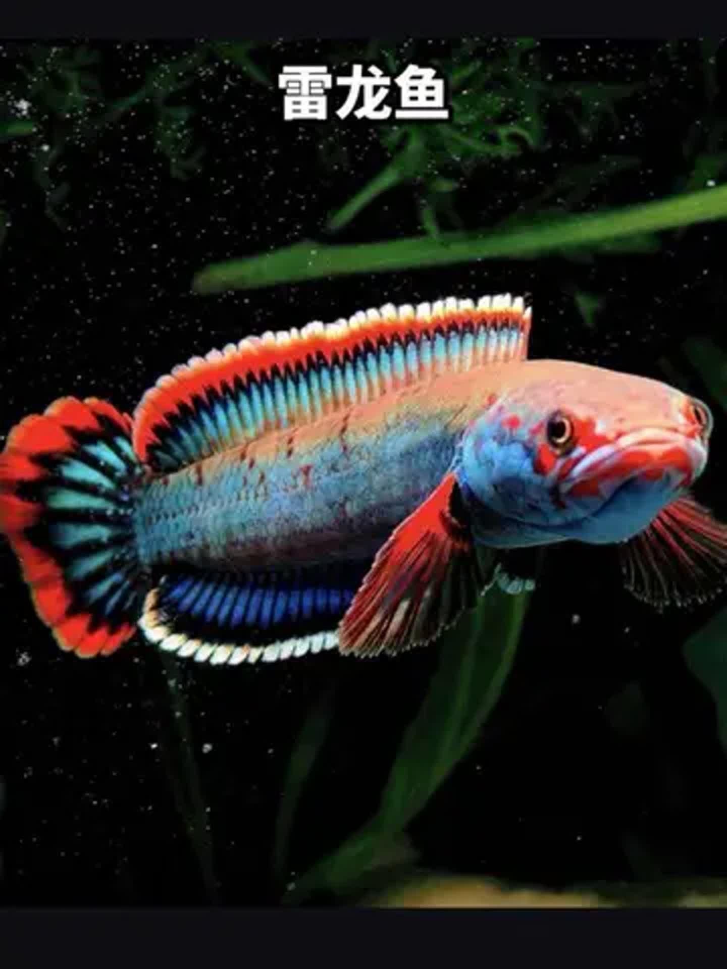十大最好看的雷龍魚(yú)中哪個(gè)最容易飼養(yǎng)，七彩雷龍魚(yú)好養(yǎng)嗎