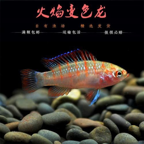 如何挑選健康的火焰變色龍魚(yú)，dariodariodariodariodariodariodariodariodariodariodariodario