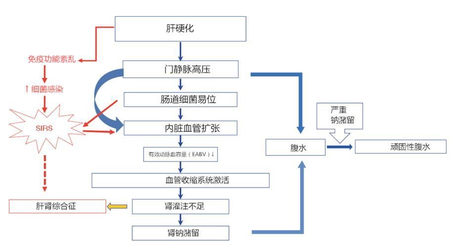 早期腹水病如何治療，早期腹水病治療流程圖