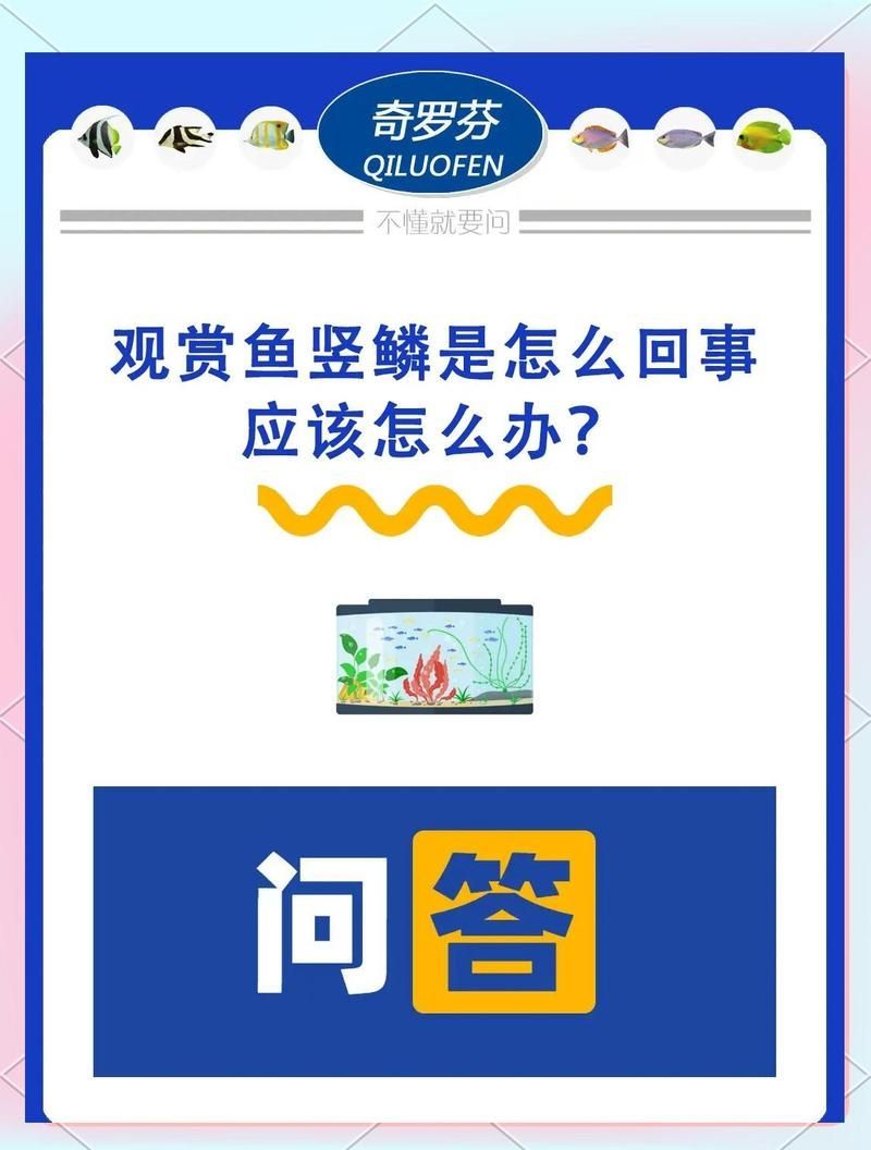 豎鱗病有哪些治療方法，觀賞魚炸鱗防治注意事項